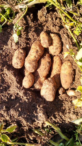 Russet Burbank